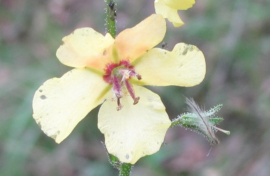 Verbascum blattaria / Verbasco polline